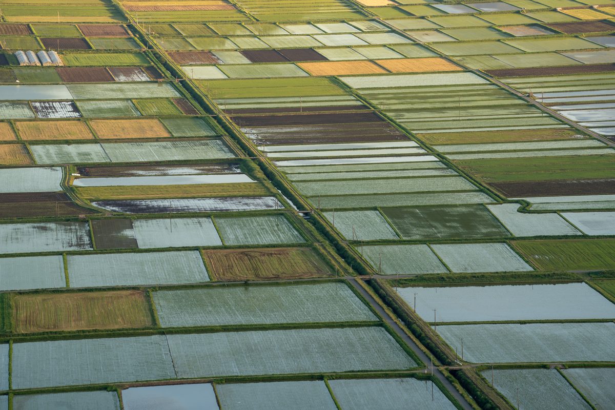 Terraced rice fields in the Aso caldera with mountains in background