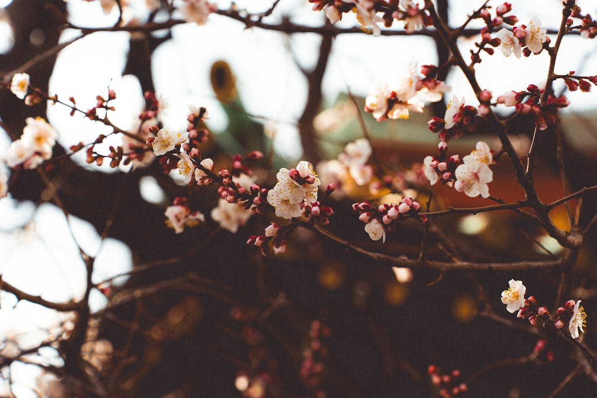Plum blossoms in bloom at a Japanese shrine