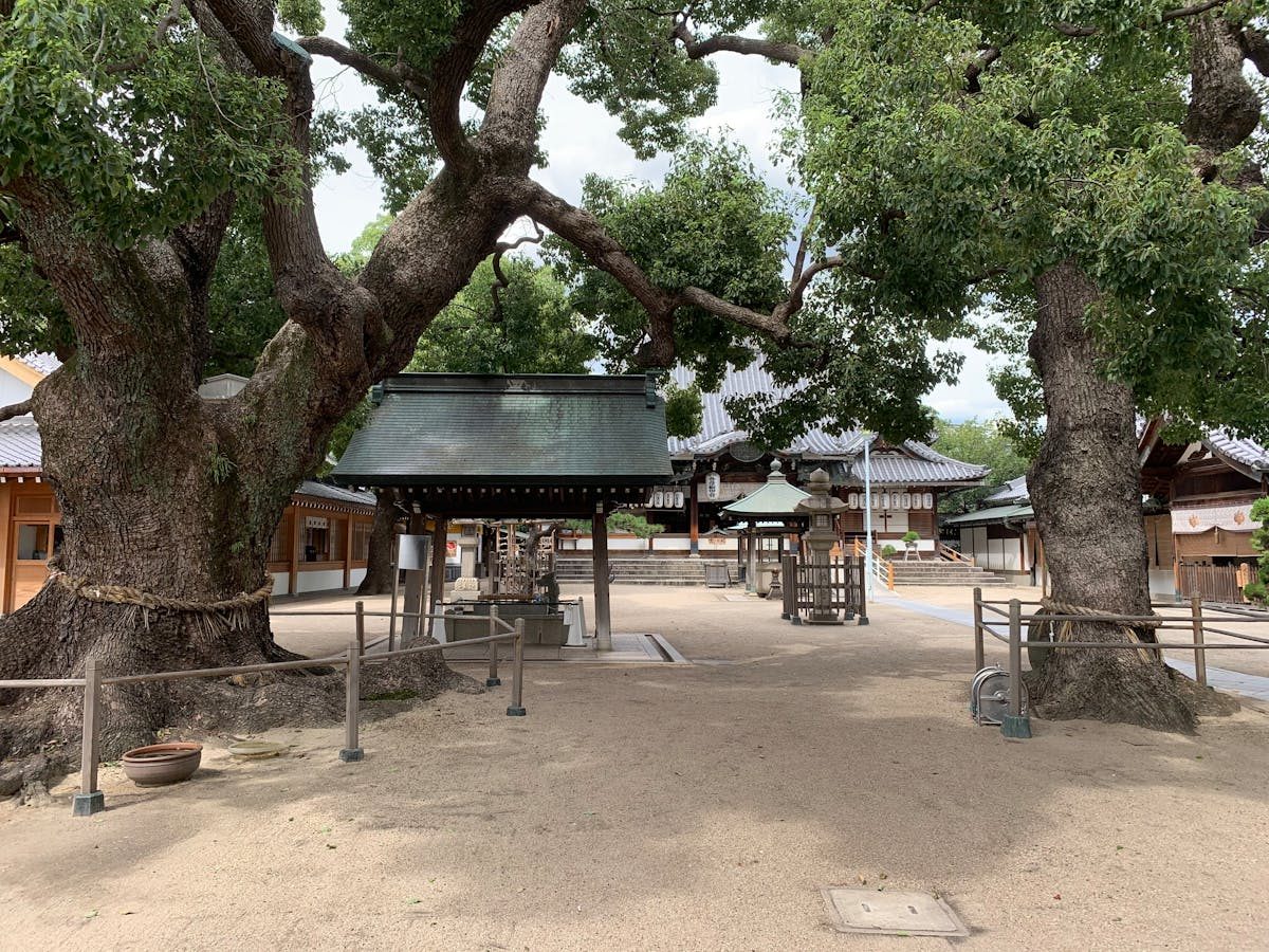 Ancient camphor trees towering over the shrine grounds at Dazaifu Tenmangu